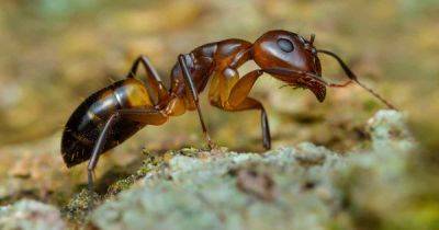 How to Control Argentine Ants | Gardener's Path