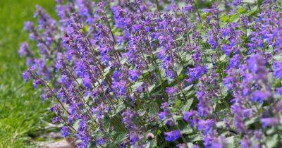 How to Grow and Care for Faassen’s Catmint