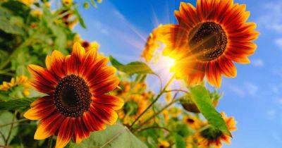 How to Define Full Sun for Gardening