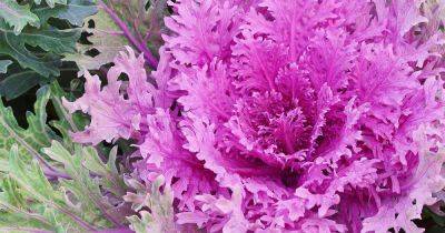How to Grow Ornamental Flowering Kale