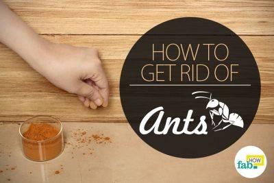 How to Get Rid of Ants Naturally