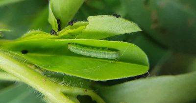 How to Identify and Control Beet Armyworms