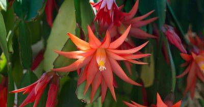 Tips for Growing Christmas Cactus Outdoors