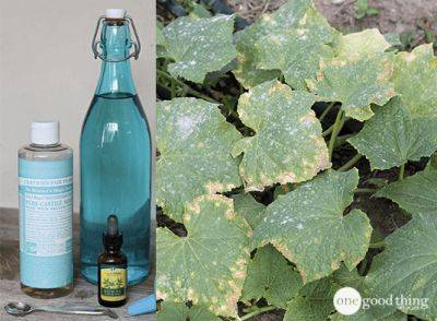 Make Your Own Organic Oil Soap Garden Spray