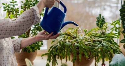 How to Save an Overwatered Christmas Cactus
