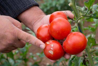 How to Prevent Southern Blight on Your Tomato Plants | GP