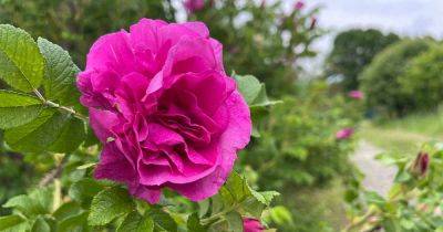 How to Grow and Care for Rugosa Roses