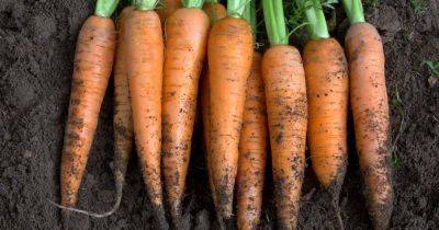 Tips for Growing Carrots Indoors