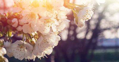 How to Grow and Care for Ornamental Flowering Cherry Trees