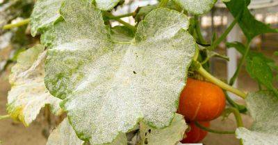 How to Prevent and Treat Powdery Mildew on Pumpkins