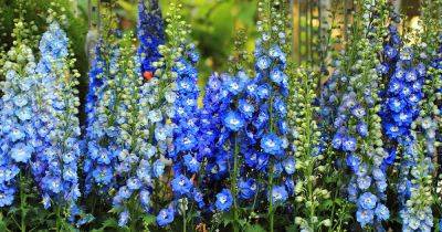 How to Grow and Care for Delphiniums