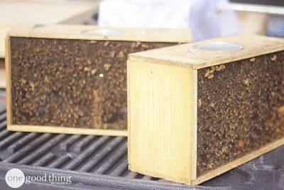 Become A Backyard Beekeeper