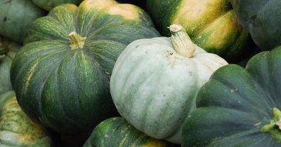 Tips to Turn Green Pumpkins Orange After Vines Die