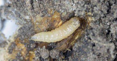 Identifying and Controlling Cabbage Maggots | Gardener's Path