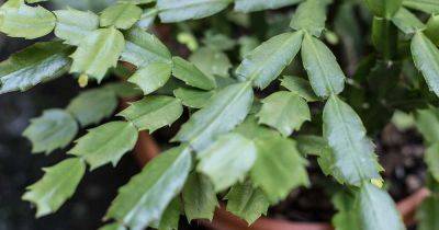 Identify and Control 7 Common Christmas Cactus Pests | Gardener's Path