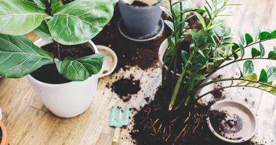 How to Select the Best Houseplant Potting Soil