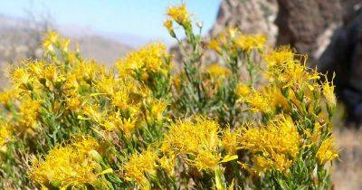 How to Grow Turpentine Bush: the Desert Dazzler | Gardener's Path