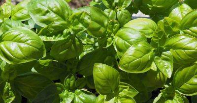 How to Plant and Grow Genovese Basil