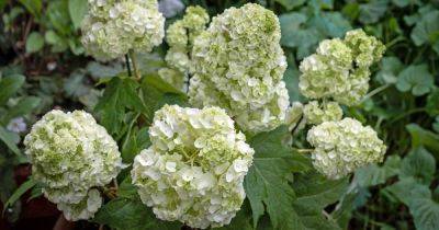 How to Grow and Care for Oakleaf Hydrangea