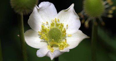 How to Grow Candle Anemone (Anemone cylindrica)