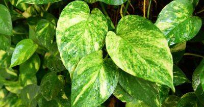 7 Reasons for Stunted Pothos Plants