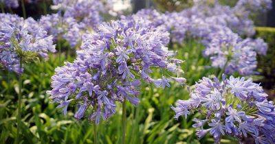 How to Identify and Treat Agapanthus Diseases