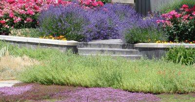 How to Use Culinary Herbs as Ground Cover