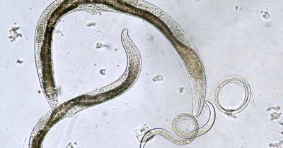 Use Beneficial Nematodes to Combat Insect Pests | Gardener's Path