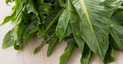 Chicory Health Benefits and Uses