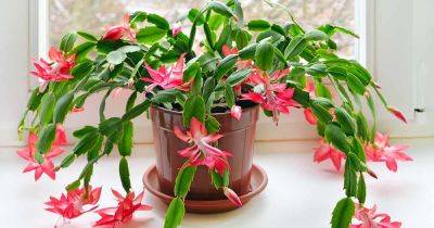 Best Potting Mix for a Christmas Cactus