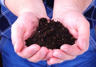How to Make Compost Tea | Gardener's Path