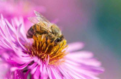 13 Best Flowers for Attracting Pollinators to the Garden | Gardener's Path