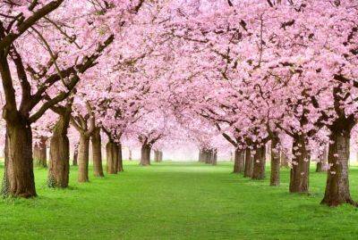 4 Best Flowering Cherry Trees to Grow in the South | Gardener's Path