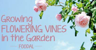 How to Grow Flowering Vines in Your Yard | Gardener's Path