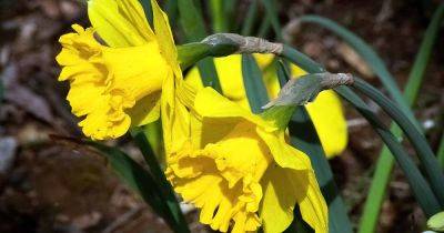 5 Reasons Why Your Daffodils Aren’t Flowering