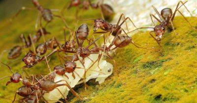 How to Eradicate Invasive Pharaoh Ants