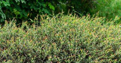 How to Grow and Care for Yaupon Holly