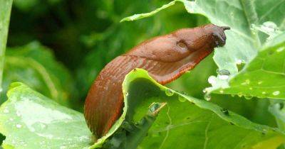 How to Keep Slugs Off Cabbage and Other Cole Crops | Gardener's Path