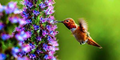 40 Hummingbirds Facts - How to Attract Hummingbirds