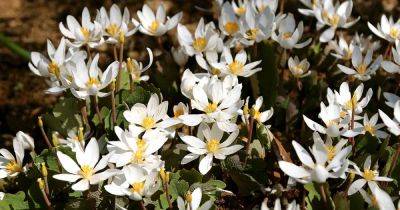 How to Grow and Care for Bloodroot Plants