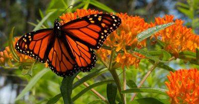 15 of the Best Types of Milkweed for Monarch Butterflies