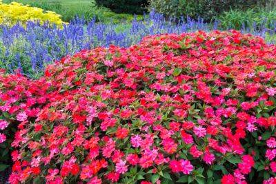 The Best Fall Annuals to Plant in the South | Gardener's Path