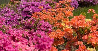Azalea Bloom Times and Flowering Groups