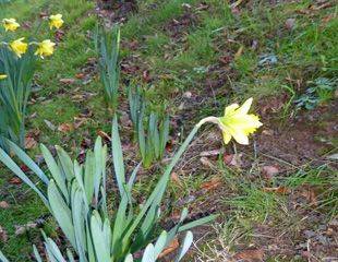 Daffodils flowering in January