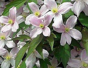 February and March is the time to prune Clematis. The Sunday Gardener explains how.