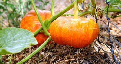 11 of the Best Pumpkin Varieties for Cooking