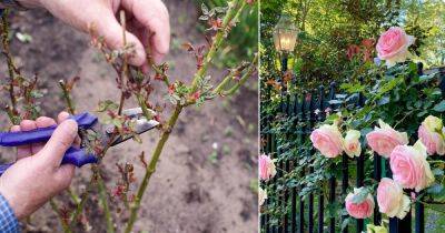 How to Prune Roses Like Master Gardeners
