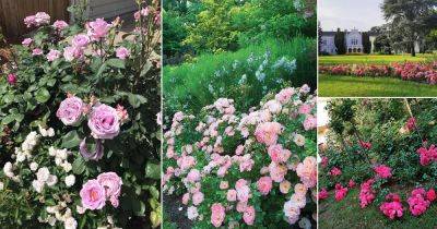 29 Best Ground Cover Rose Pictures from Instagram