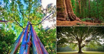 18 Fun Facts About Trees You Never Knew