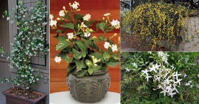 17 Types of Jasmine Flowers | Jasmine Plant Varieties
